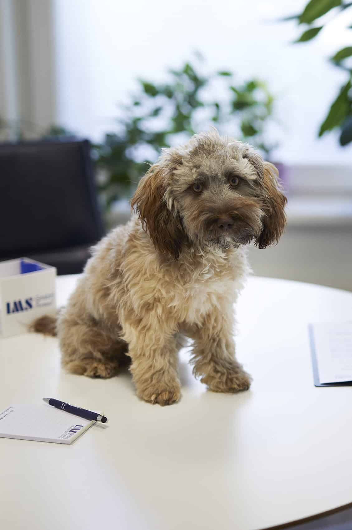 Bürohund Nuka sitzt im Besprechungsraum der Zeitarbeitsfirma Berlin IMS Personal und sorgt für eine entspannte Atmosphäre im Team.